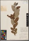Foto von Salix wallichiana Andersson
